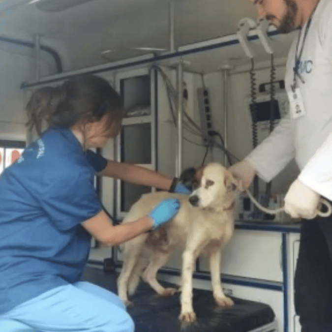 Consulta Veterinária Online